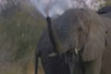 Circus Elephant Water Tricks