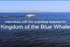 Blue Whale Experts