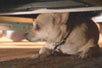 Hyde,  Vada and Nacho - Dog Whisperer[0]