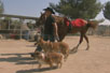 Cesar and the Horse Whisperer - Dog Whisperer[0]