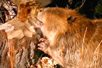 Beaver Lumberjacks