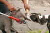 Dog vs. Dog