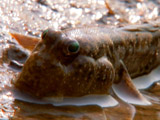 Av-201-400: Mudskippers: Walking Fish
