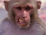 Rebel Monkeys: Monkey Gang Psychology