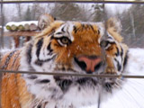 play video on National Geographic