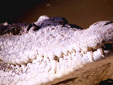 play video on National Geographic