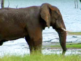 Av-201-400: Elephant Down Under