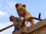 Rebel Monkeys: Escaping the Monkey Catcher