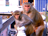 Rebel Monkeys: A Narrow Escape