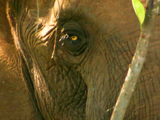 Av-401-600: Forest Elephants