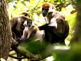 Av-401-600: Acrobatic Jungle Monkeys