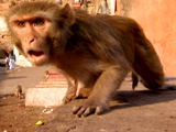 Rebel Monkeys: Monkey Gang Turf War