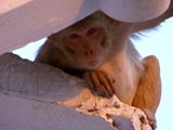 Hunting for Monkey Breakfast