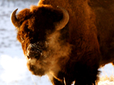 Buffalo Soldiers