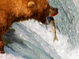 Av-401-600: Grizzlies on the Hunt