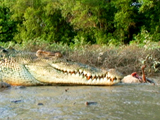 Av-401-600: Croc Meals on the Go