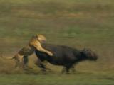 Av-1-200: Buffalo v. Lions