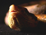 Av-401-600: Snake Wranglers Show Open