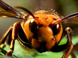 Av-401-600: Hornets Demolish Bees