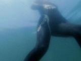 Av-1-200: Stalking Sharks