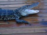 Av-1-200: Gator Trouble