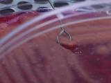 play video on National Geographic