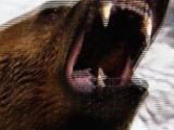 Av-1-200: Grizzly Death