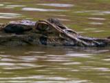 Av-1-200: Crocodilians Clash
