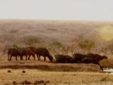 Av-1-200: Rhino Charge