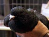 Av-1-200: Unique Pigeon Breeds