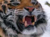 Av-1-200: Siberian Tigers' Perfect Design