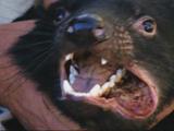 Tasmanian Devil Disease