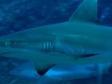 Av-1-200: Shark Pit Mystery