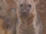 Hyena Cubs Investigate