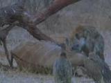 play video on National Geographic