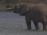 Elephant Takes the Plunge