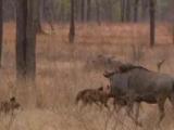 Pups Hassle Wildebeest