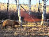 Hey Bear!