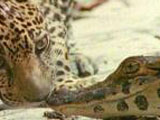 The Curious Cat