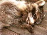 The Animal Killer Next Door