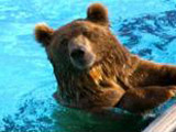 Brutus Takes the Plunge
