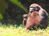 Gorilla Mud Bath