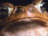 Av-201-400: Deadly Cane Toads