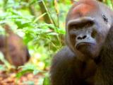 Gorilla Machismo