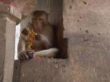 Hungry Monkeys