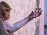 Rebel Monkeys: Party in the Puddles