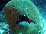 Av-401-600: Up Close with Giant Eels