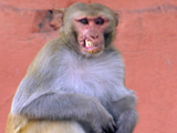 Rebel Monkeys: Fang's Market