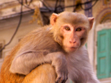 Rebel Monkeys: One Bad Apple
