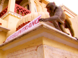 Rebel Monkeys: Trading Places